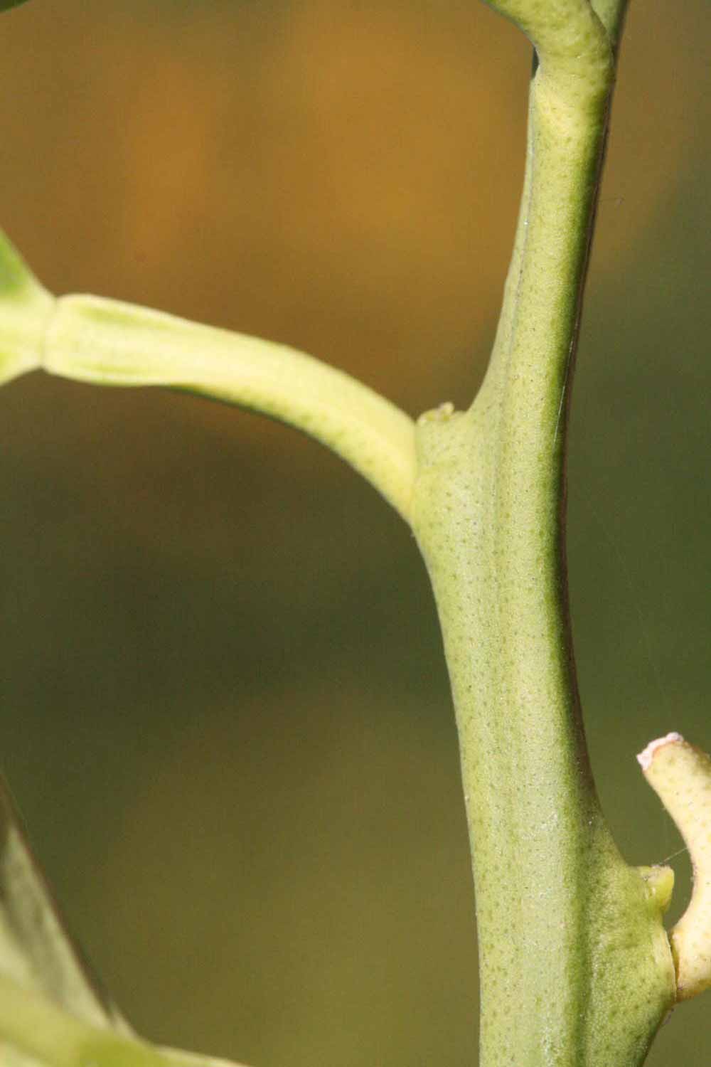            First year twig (Bream Tarocco, Riverside, CA)   